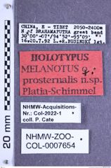 Etiketten zu Melanotus prosternalis (NHMW-ZOO-COL-0007654)